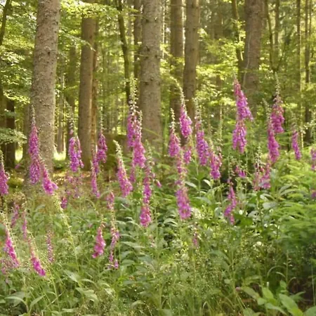 La Parriere Le Saulcy