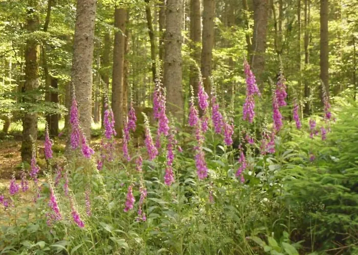 La Parriere Le Saulcy